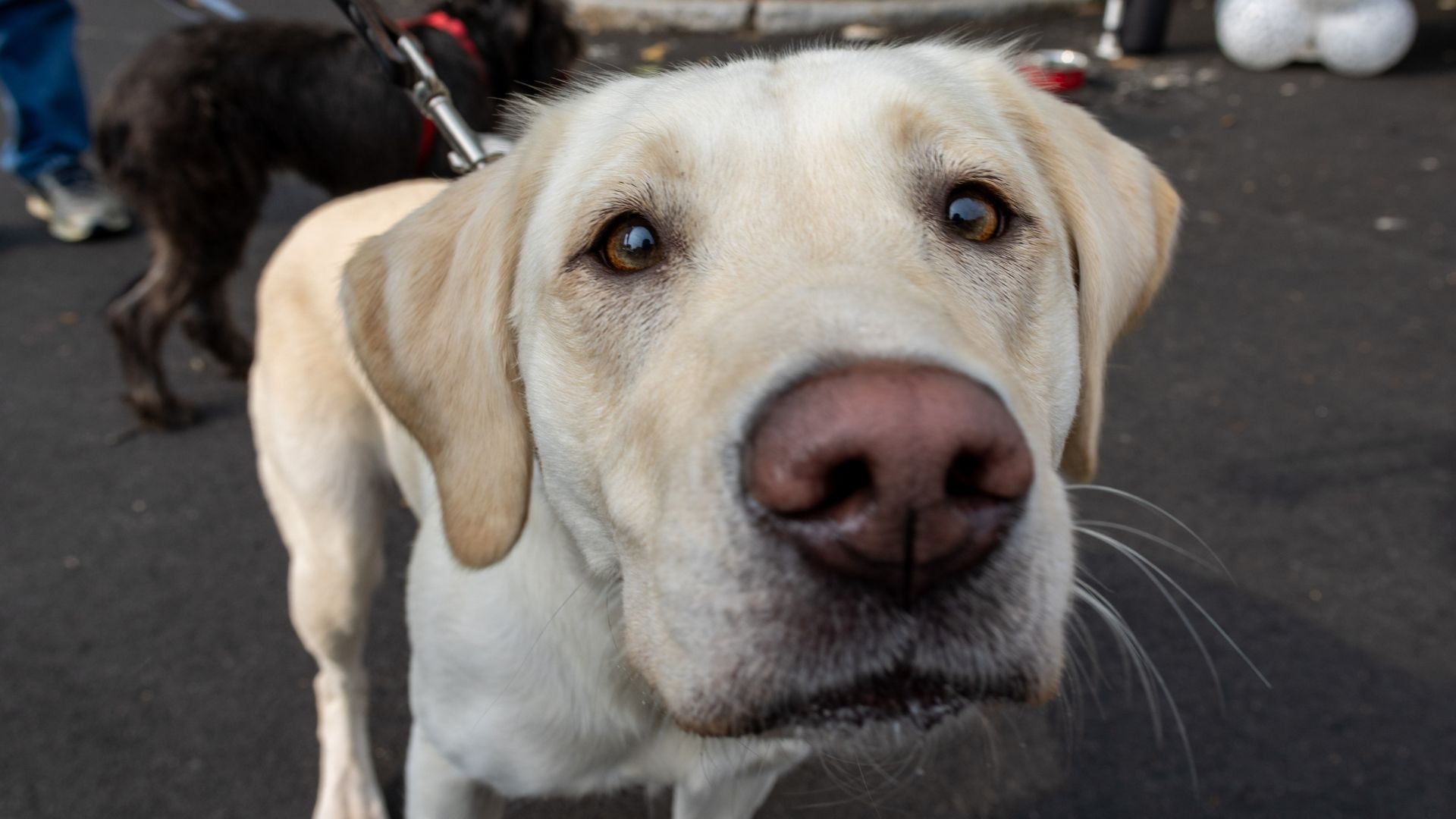 Miles for Mutts